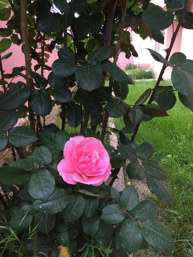 Sa Mariposa Bed and Breakfast Muravera Εξωτερικό φωτογραφία