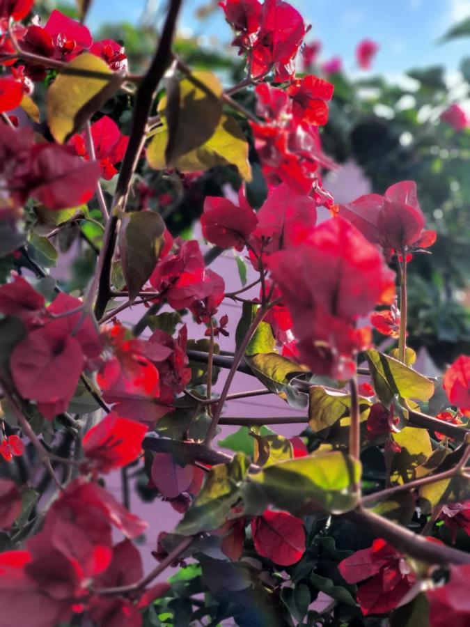 Sa Mariposa Bed and Breakfast Muravera Εξωτερικό φωτογραφία